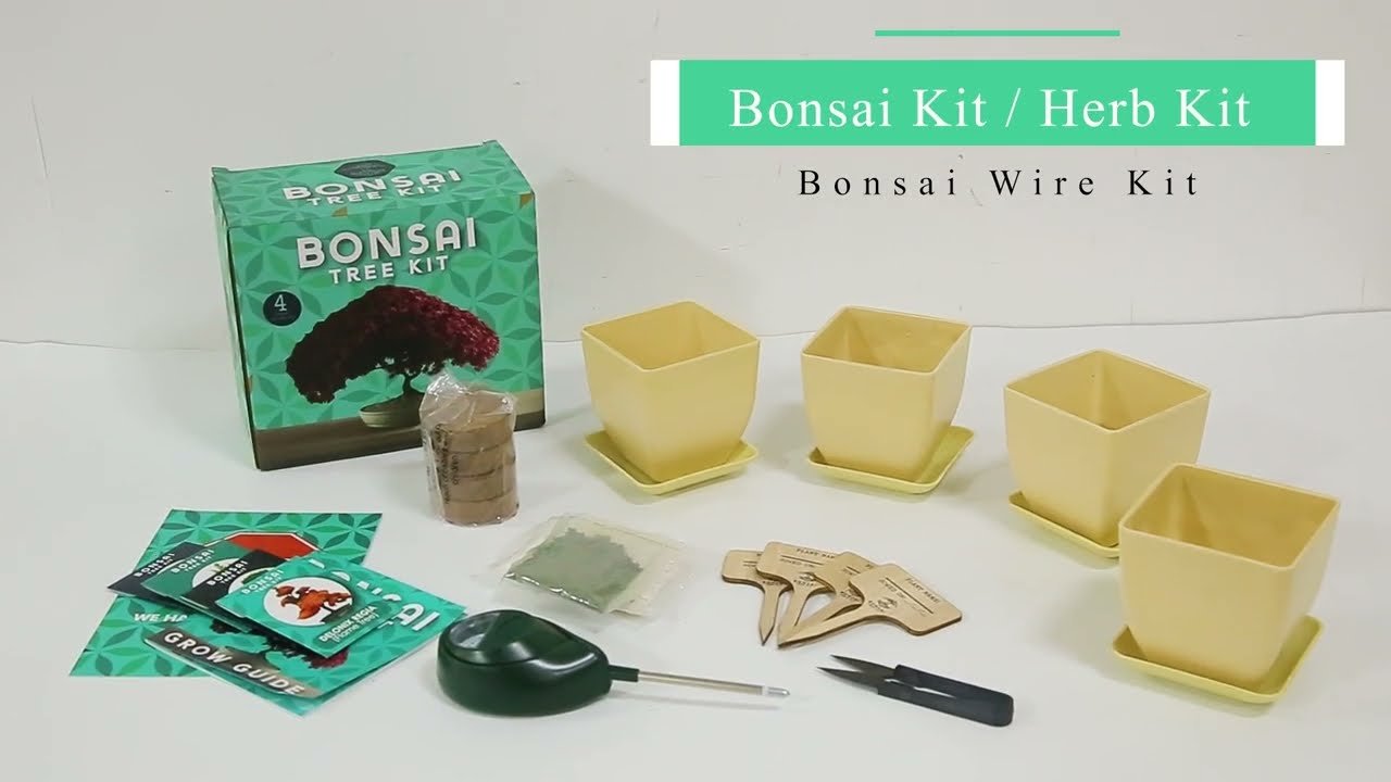 Bonsai seed Kits 10 bonsai seed kits