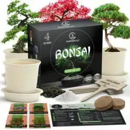 bonsai zaadpakketten