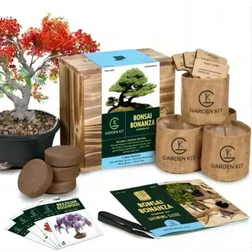 kit iniziale per bonsai